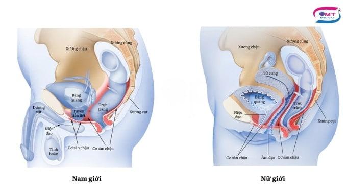 Phục hồi cơ sàn chậu hiệu quả và thoải mái cùng đệm tập cơ sàn chậu Empelvic Cơ sàn chậu là gì